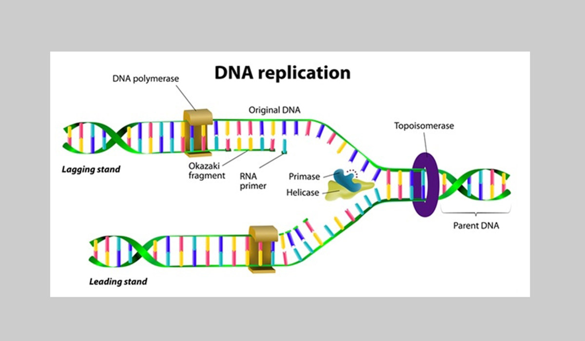 DNA replication image