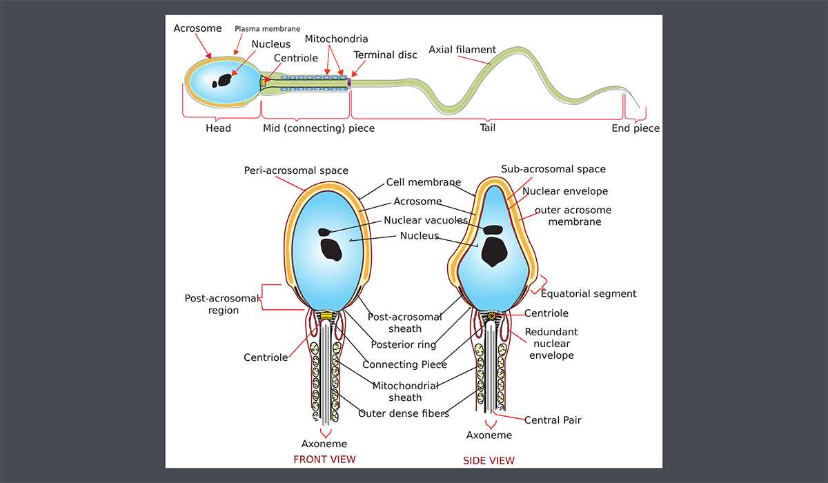 human sperm quality and elements