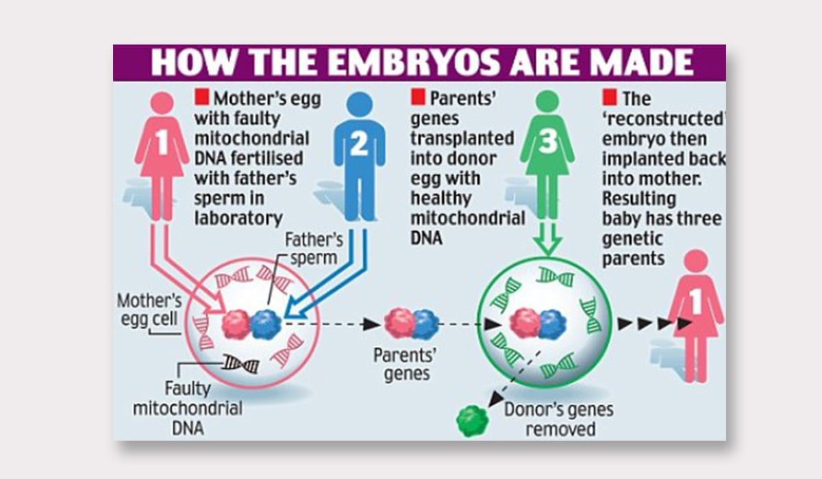 IVG embryos procedure