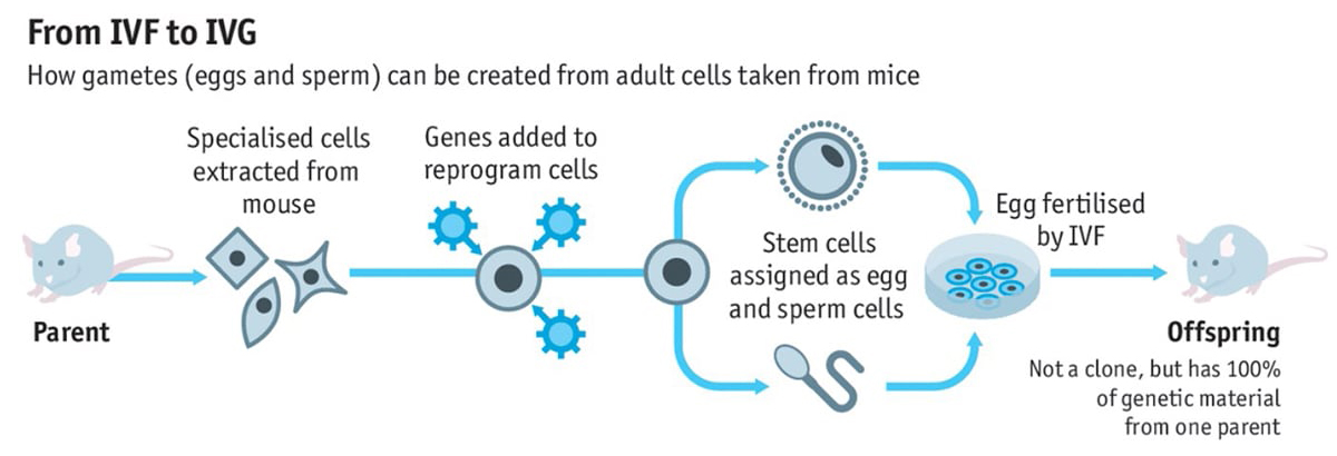 IVF and IVG discovery and testing on mice