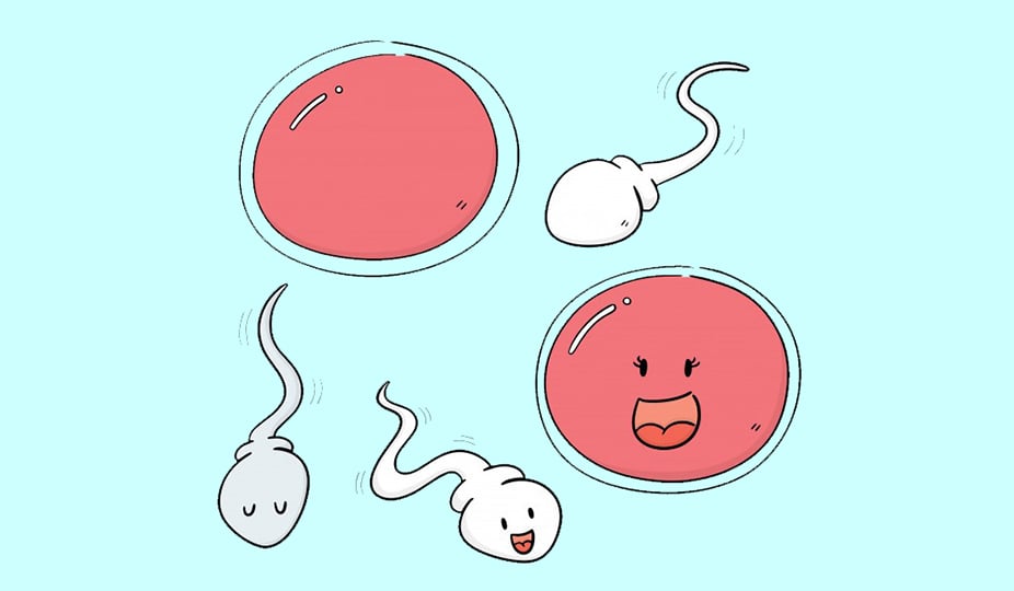 egg and sperm image