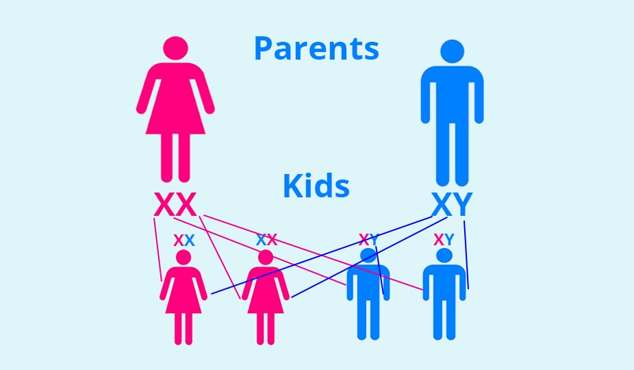 XY chromosomes sex selection of future kids