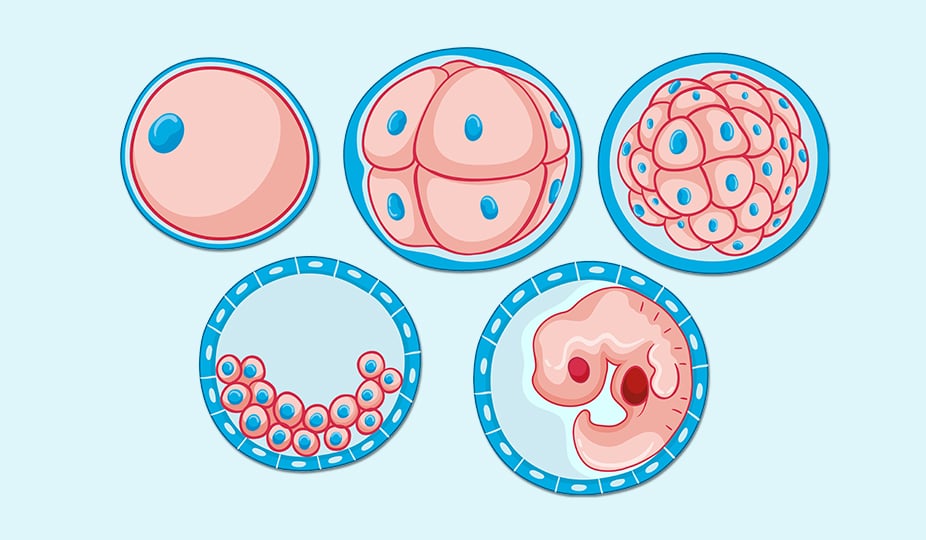 embryo - egg cell division image