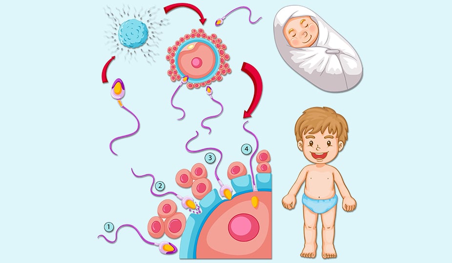 fertilization and baby conception image