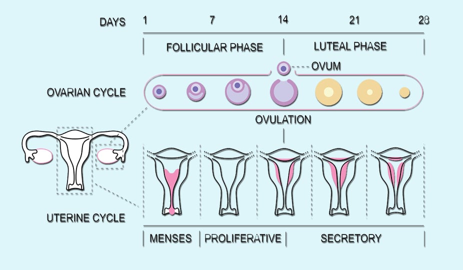 ovulation cycle of a woman