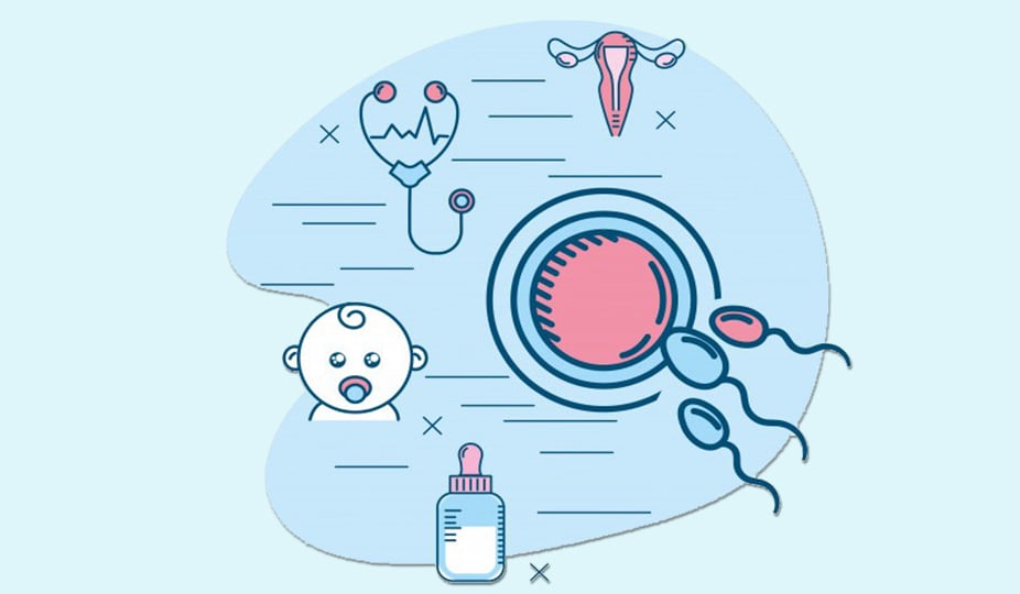 where does fertilization take place main image