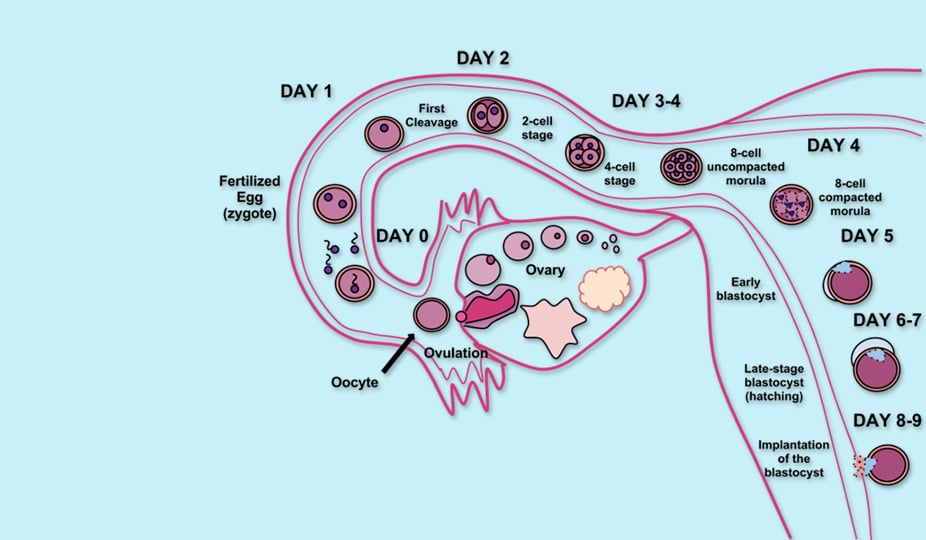 where and how does fertilization occur