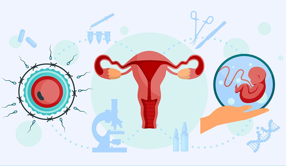 fertilization process