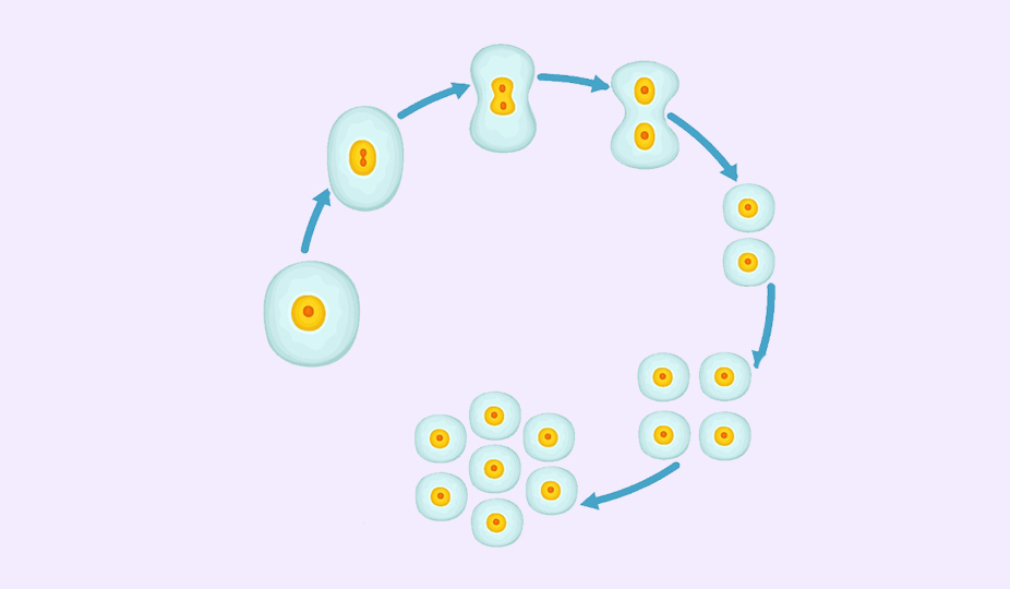 embryo development image