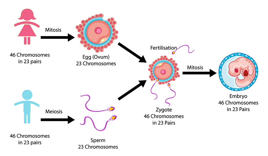 human DNA chromosomes reproduction (1)