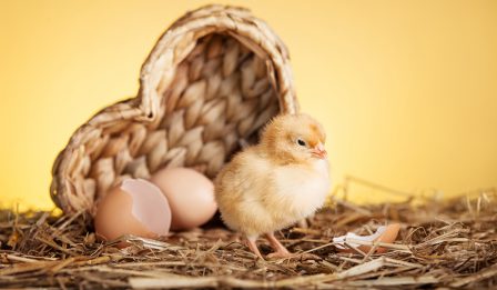 assisted embryo hatching