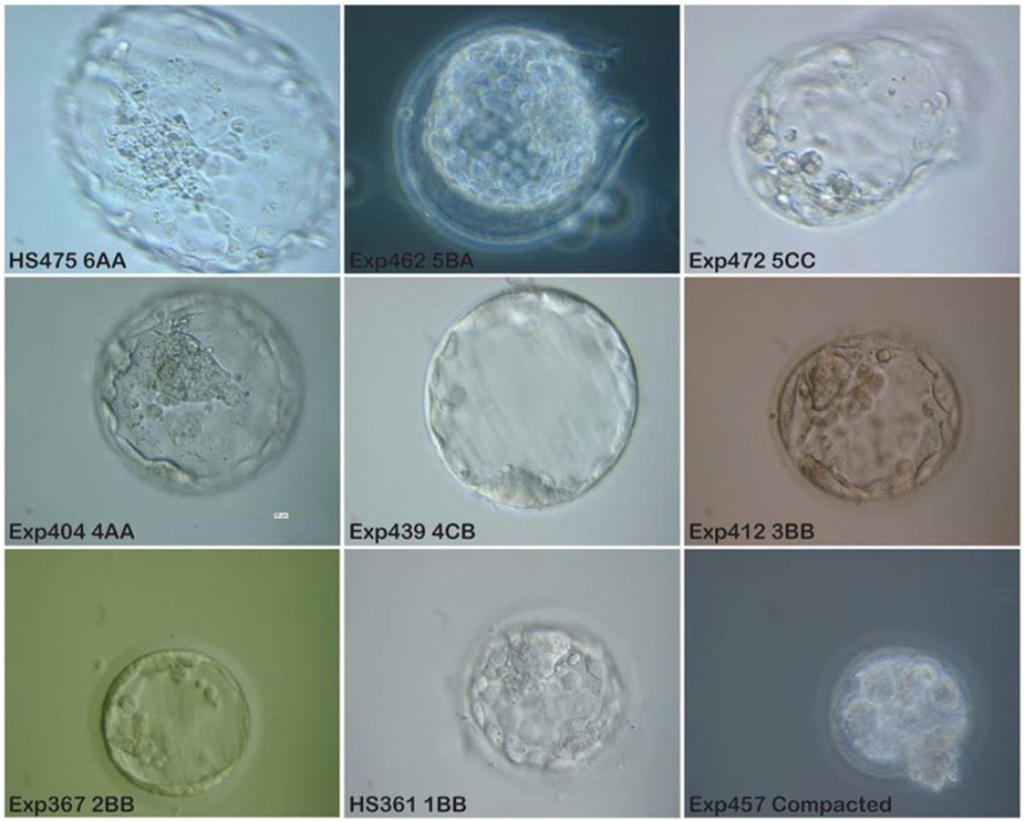 fullly hatched embryos under misroscope