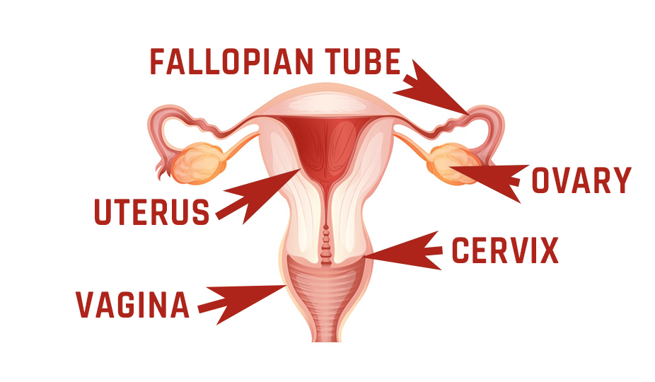 female reproductive system