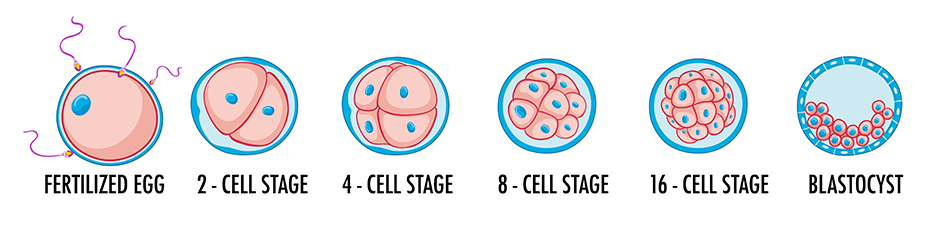 human embryo 5 days