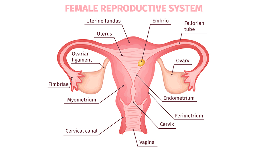 Female Reproductive System image