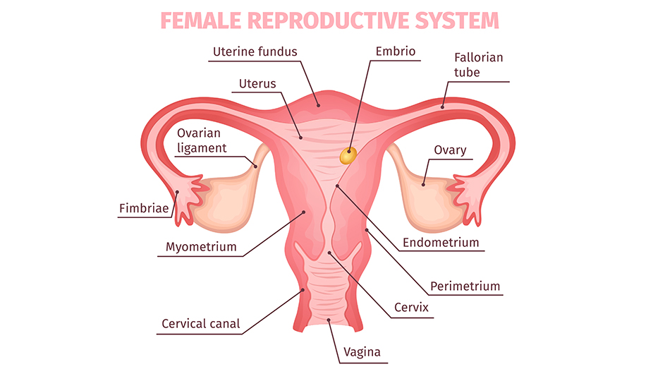 Female Reproductive System image