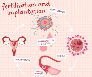 IVF Implantation Bleeding - Is Spotting after Embryo Transfer OK?